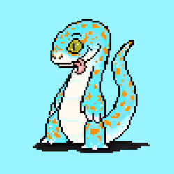 Tokay Gecko