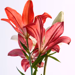 Flower Art