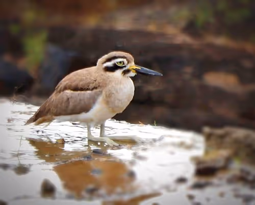 Item #73038095633252803399903762573392179492795608367001791011132003590051503013889 Media