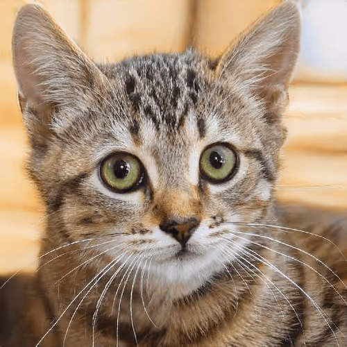 Item #106393158711752592444527764053332067386103257112262188176365269363871639928833 Media