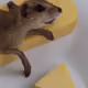 57084796888847610015179528572161884471579725345668490867522833501376267419798