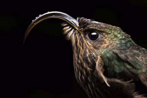 Item #12841711948620845380596362658338118860894478896663827782744557034183673774081 Media