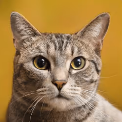 106393158711752592444527764053332067386103257112262188176365276410641662345217