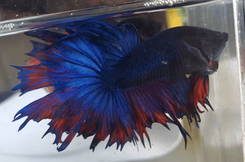 Item #76093963924936973222684762009084726555674488189040824510729450751608347426817 Media