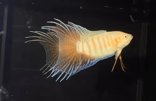 Item #81032937518726781130427896739408939347327063862450356405897967513934338457601 Media