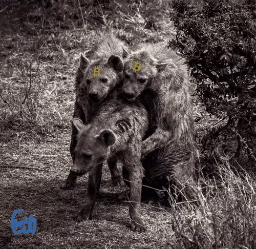 21286616541368493270952273154919658706491111186853565386377985442205331881985