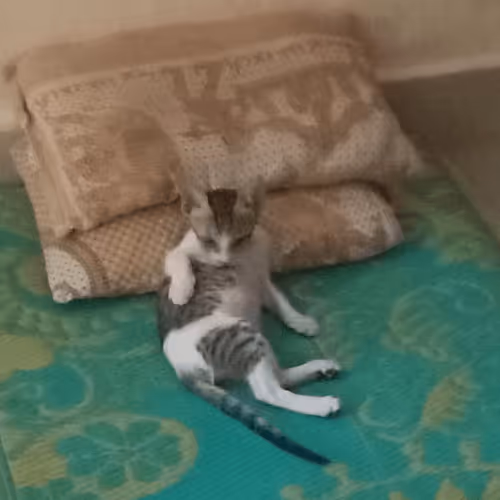 Untitled Collection #81237963