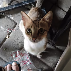 cat look up 2