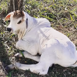 Nelorinho