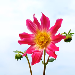 Flower art