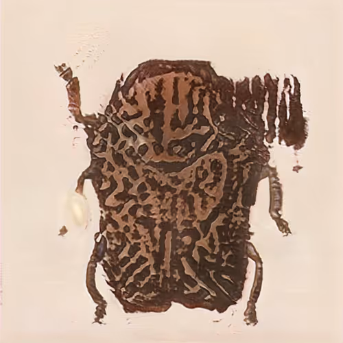 Item #58241160855422744817468407088196322100109565521561100950236904455172599578625 Media