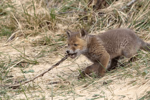 Item #13941605867614837690918824446887130433588477775612288025294768839422132617217 Media