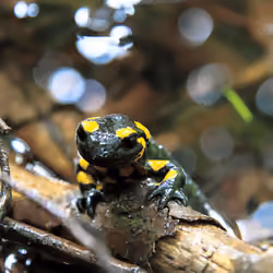 Encounters With Nature #6