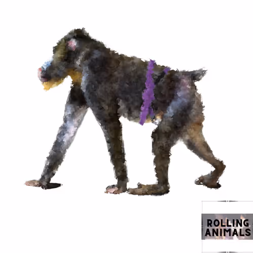 Item #16071892530185583533292171481922346274587217660031435578034334504574796169226 Media