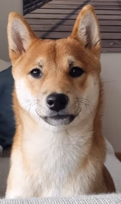 Item #51858709847349082355477028651242767391039160802379825665602477035786646585345 Media