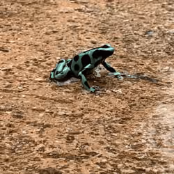 The Poison Dart Frog