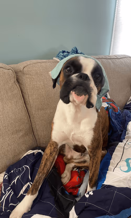 Item #49450195719316491671404381864324851204989443758491219879150974796786860818437 Media