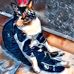 Majestic Teddy