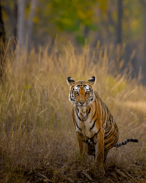 Item #61684684013370051227163866082320023750896296023852719411798081169902893269142 Media