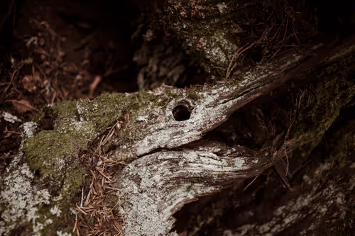 Item #2495895736977934974538012810056584036049628641576847568535508434119492108289 Media