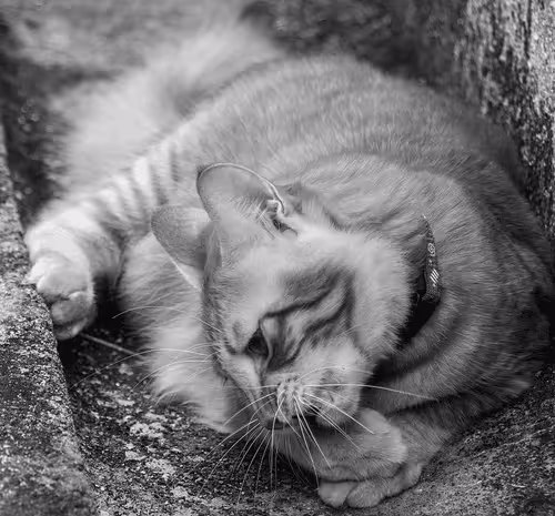 Item #65361201590949172186401623059657892111205116357359157084332656633212601106433 Media