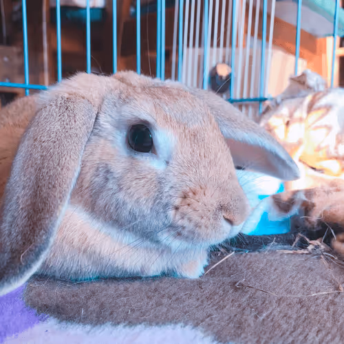 Item #94220630330454723061710033470046073138836428529071773719066634119695441068033 Media