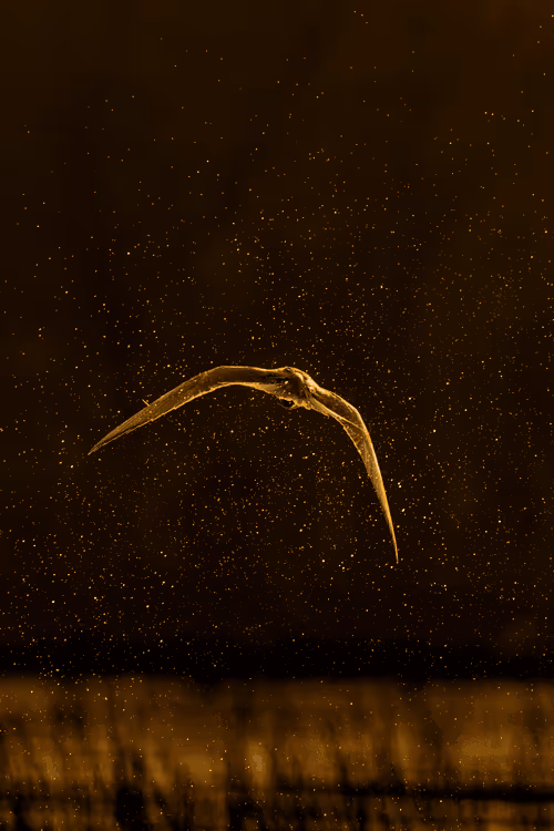 Item #61684684013370051227163866082320023750896296023852719411798081152310707224726 Media