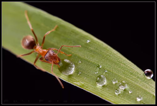 Nature Photographer 177169894