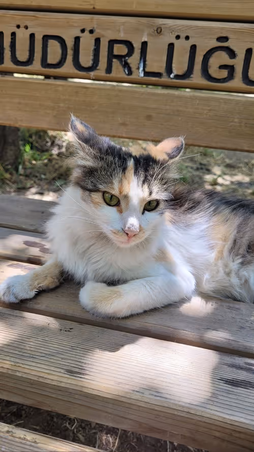 Item #68091206363081071862919702361210984508284972400388115316858263106360342216705 Media