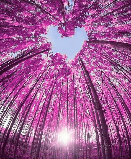 Item #25854530058881257463204599661949746945635447306621886064717842116557125189647 Media