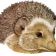 111596827502780691316328119397566841681395985802266420827179064036107262885889