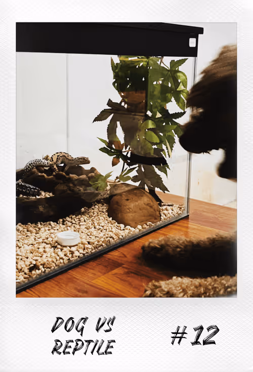 Item #18140997515377128160158968523159996217114177241971252652829514300176994402305 Media