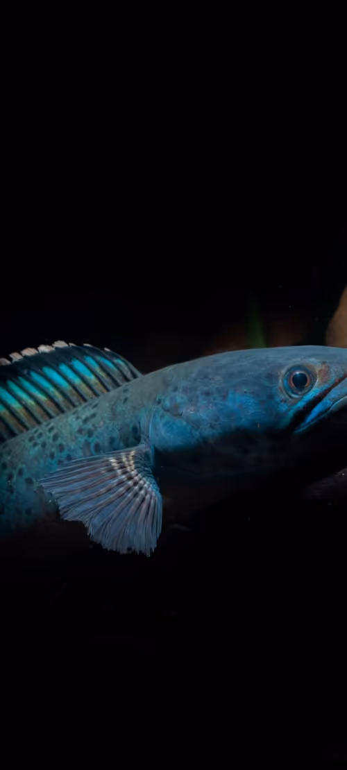 Item #59294088185671004117855286215927044970473717371729338351918348148526582595585 Media