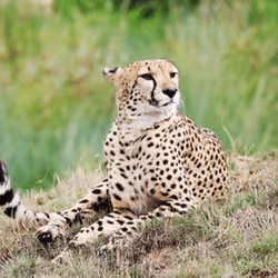 Cheetah at Beauval zoo