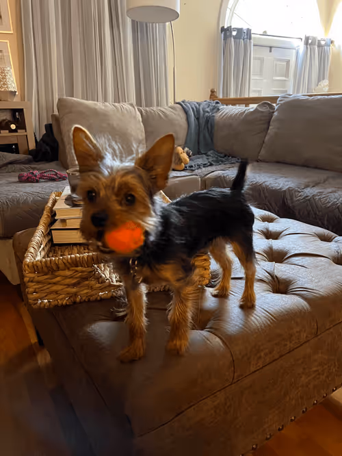 Item #88066140528539479869456014744410398514327997074780151392509103652034660270081 Media