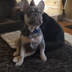 Dozer Watching TV 