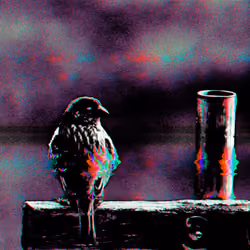 birdbros#6