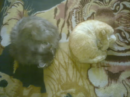 Item #41983459946325006344850038724007157971914249844141491949312562644929742897153 Media