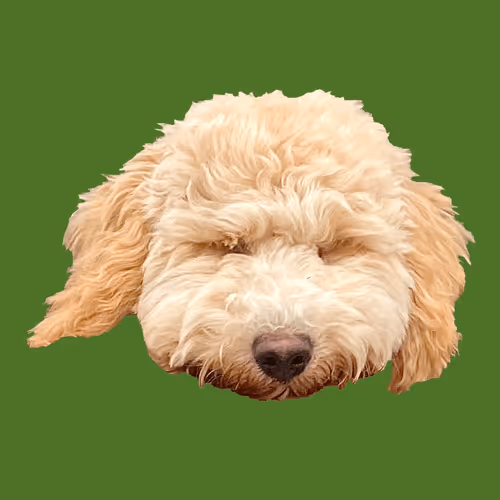 Item #71188718157521890056217826245416464690012970148001039644603136683104691814410 Media