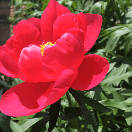 king peony