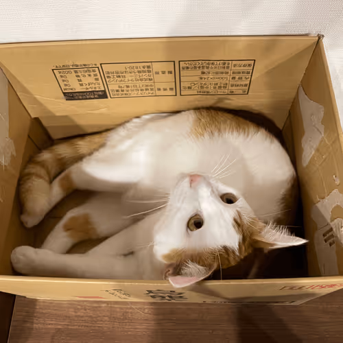 Item #57432309319676179700798702069366385585354272226932054472084542016701683728385 Media