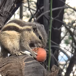 squirrel