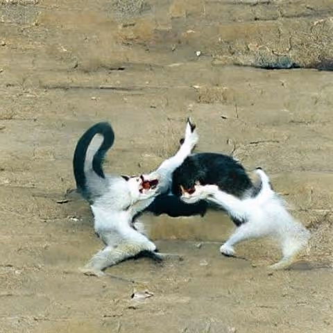 Item #65153916298700067522083748554750574777242795921079823153433125144993504165889 Media