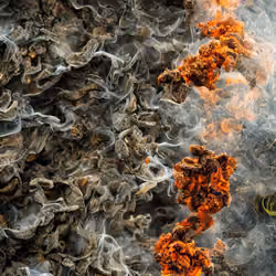 AI reimaining of Pyrostegia venusta