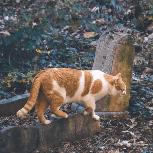 Item #108333172836631629328696584714053398631603269563571358519615745486738522374145 Media