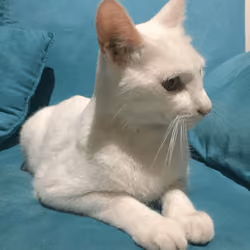 King Cat