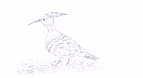 Item #23868826954703786931510511568205826115186971475765391307194903855647766347777 Media