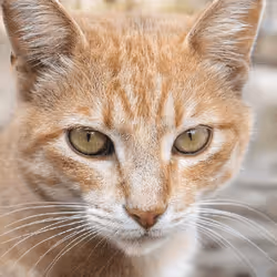 106393158711752592444527764053332067386103257112262188176365268670079802802177