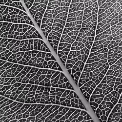 art in nature detail