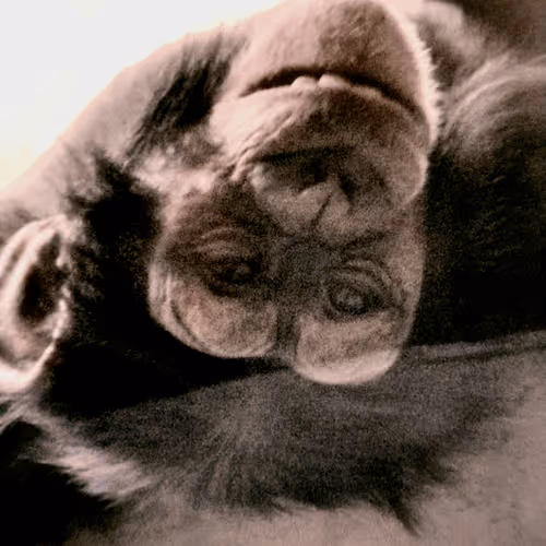 Item #105394010161551018097936078642910549059002323015222353178191529040934829293569 Media